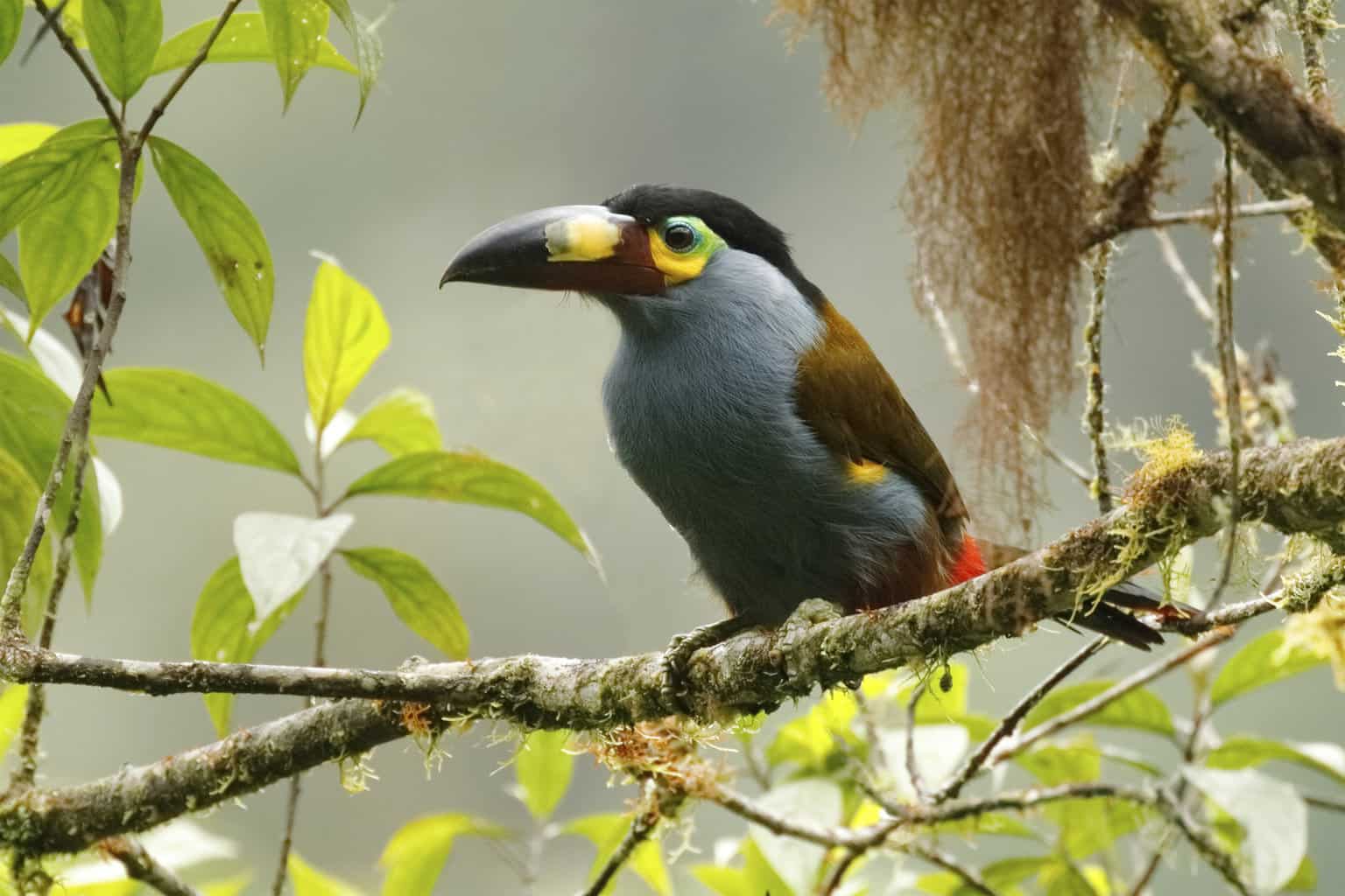 5 pájaros que parecen tucanes
