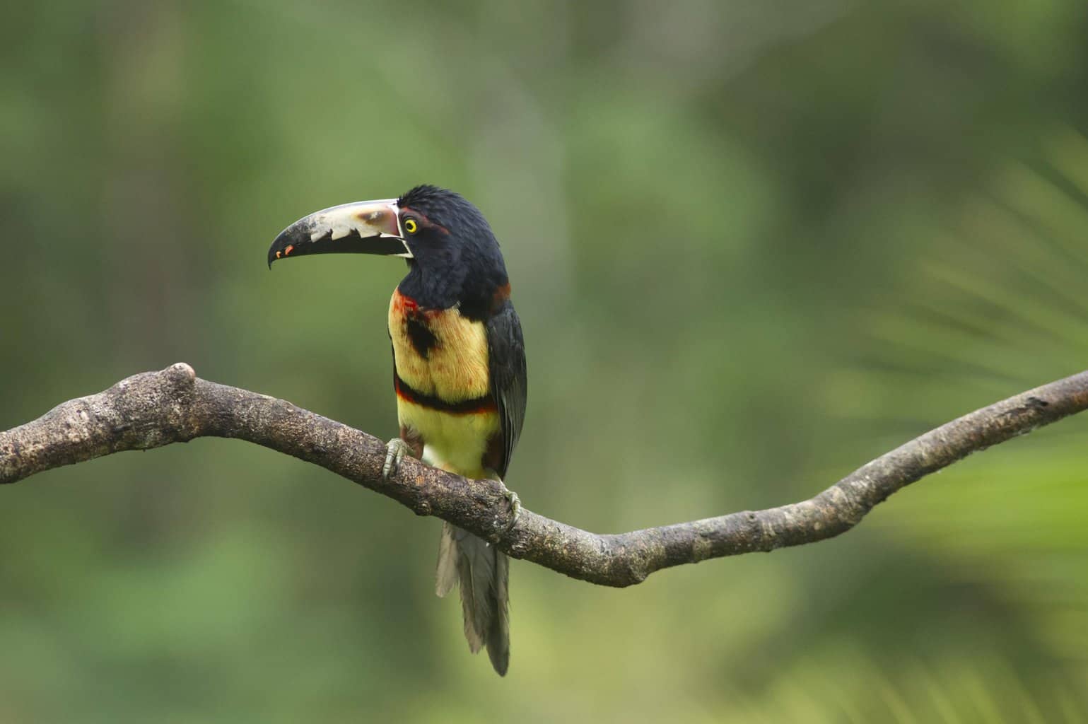 5 pájaros que parecen tucanes