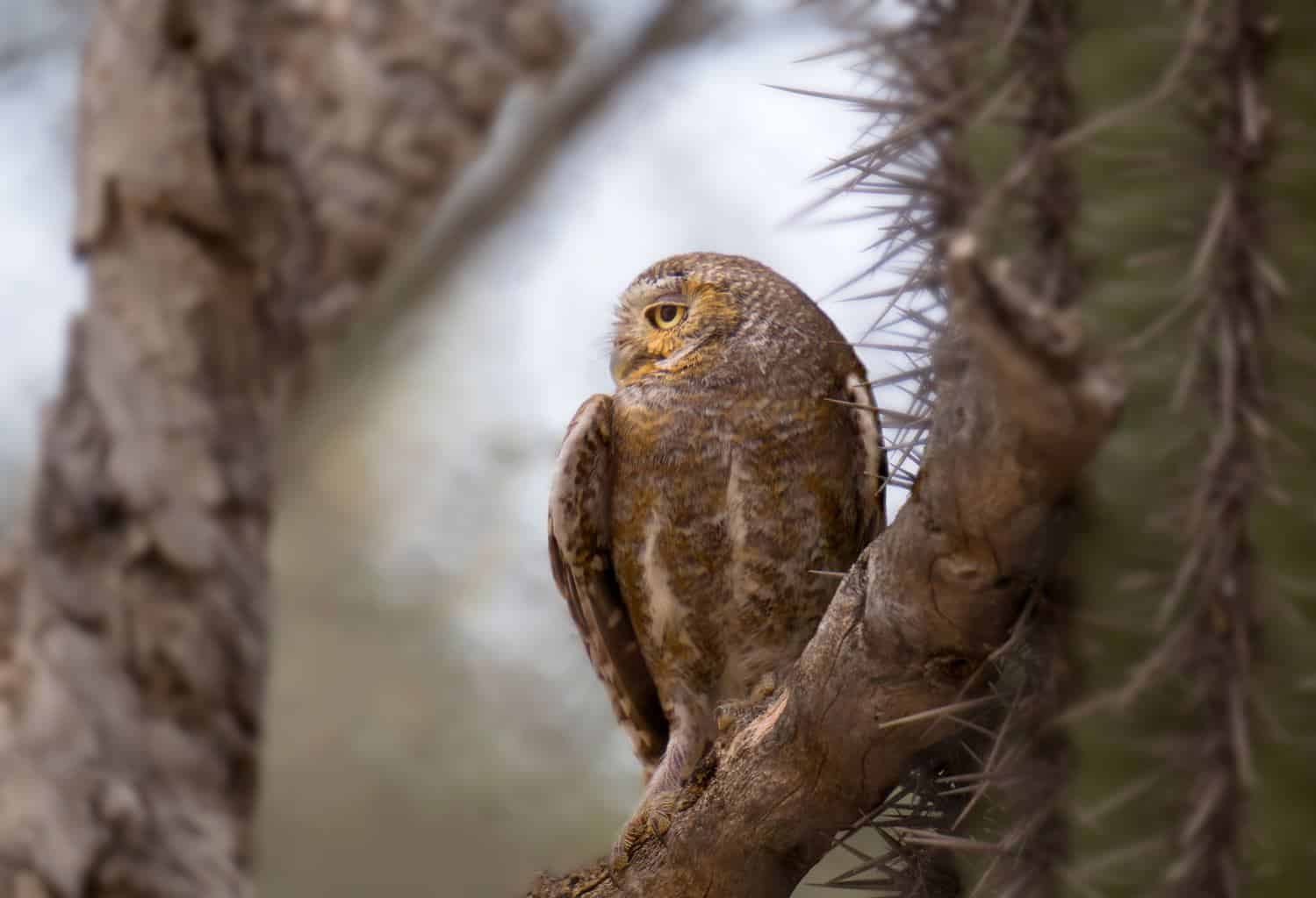 Pájaro que suena como un búho pero no lo es: 6 pájaros únicos