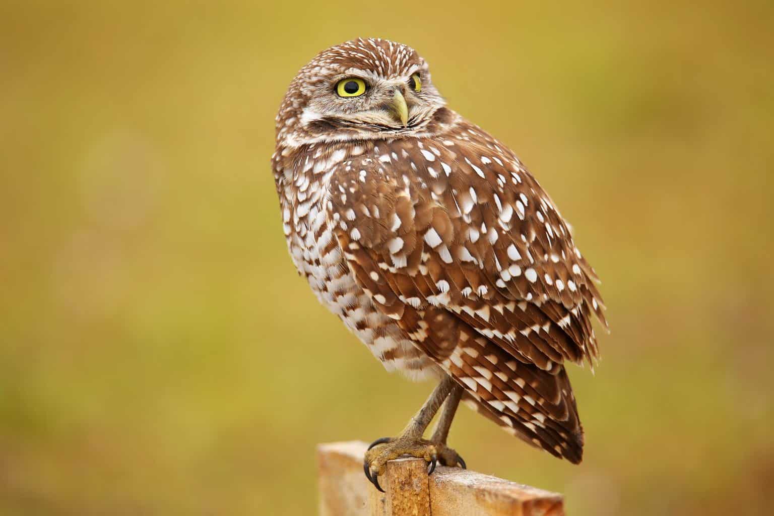 Pájaro que suena como un búho pero no lo es: 6 pájaros únicos