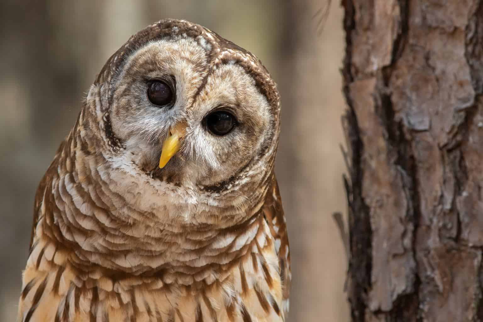 Pájaro que suena como un búho pero no lo es: 6 pájaros únicos