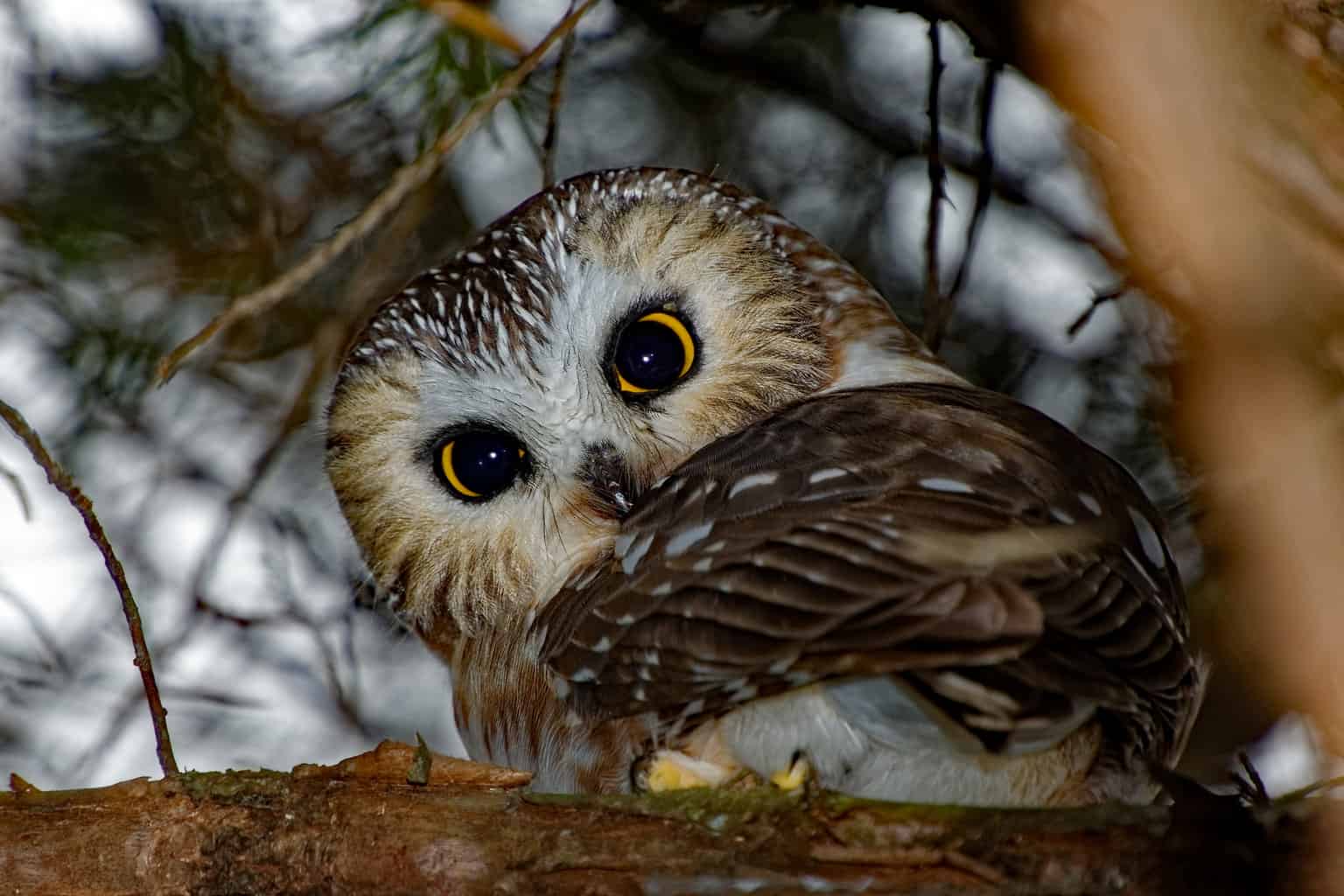 Pájaro que suena como un búho pero no lo es: 6 pájaros únicos