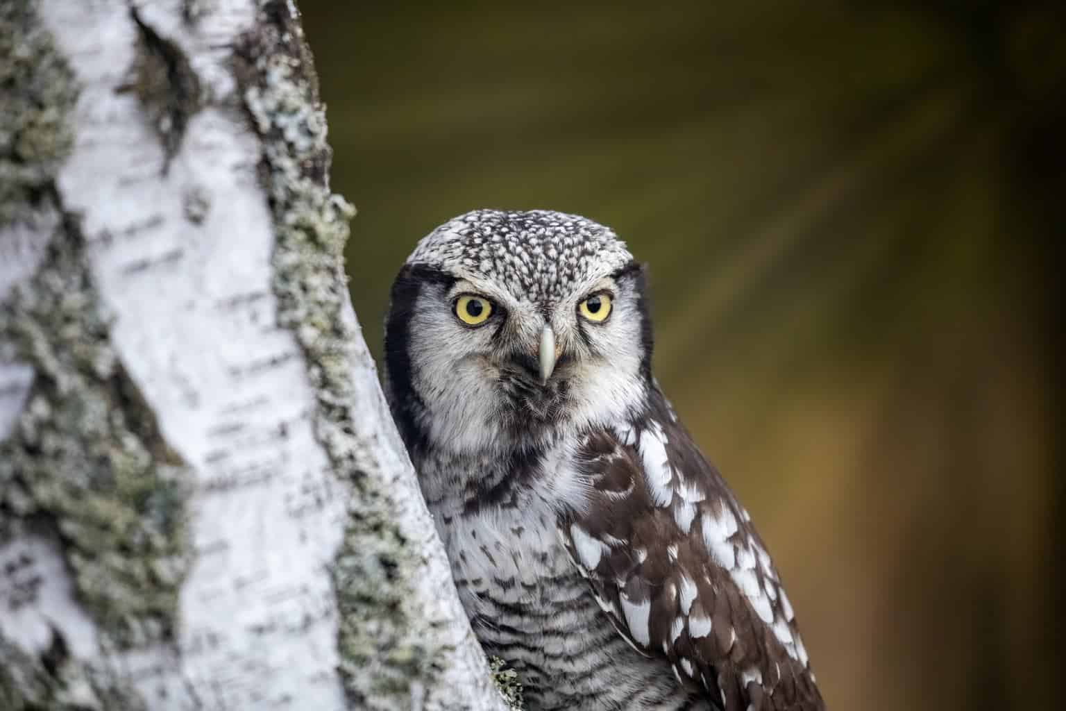 Pájaro que suena como un búho pero no lo es: 6 pájaros únicos
