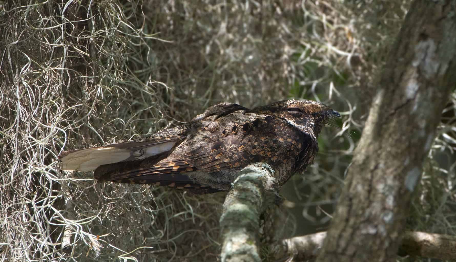 Pájaro que suena como un búho pero no lo es: 6 pájaros únicos