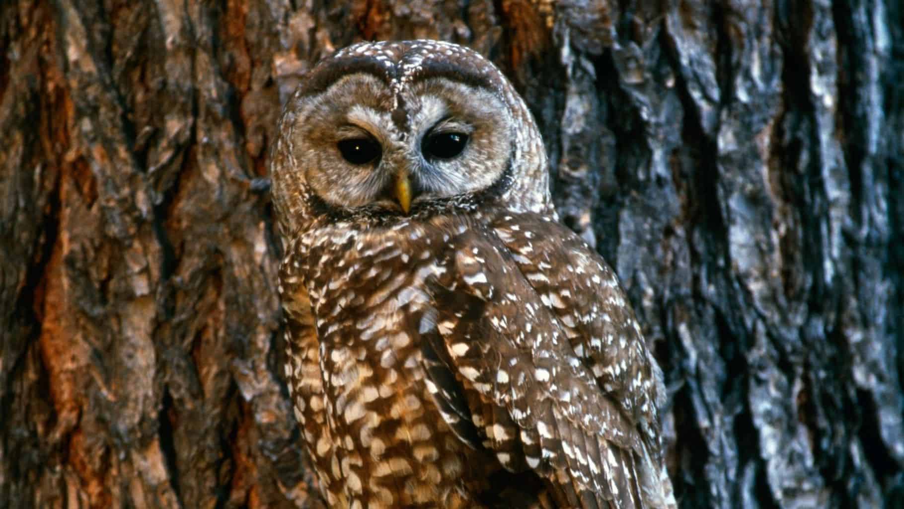 Pájaro que suena como un búho pero no lo es: 6 pájaros únicos