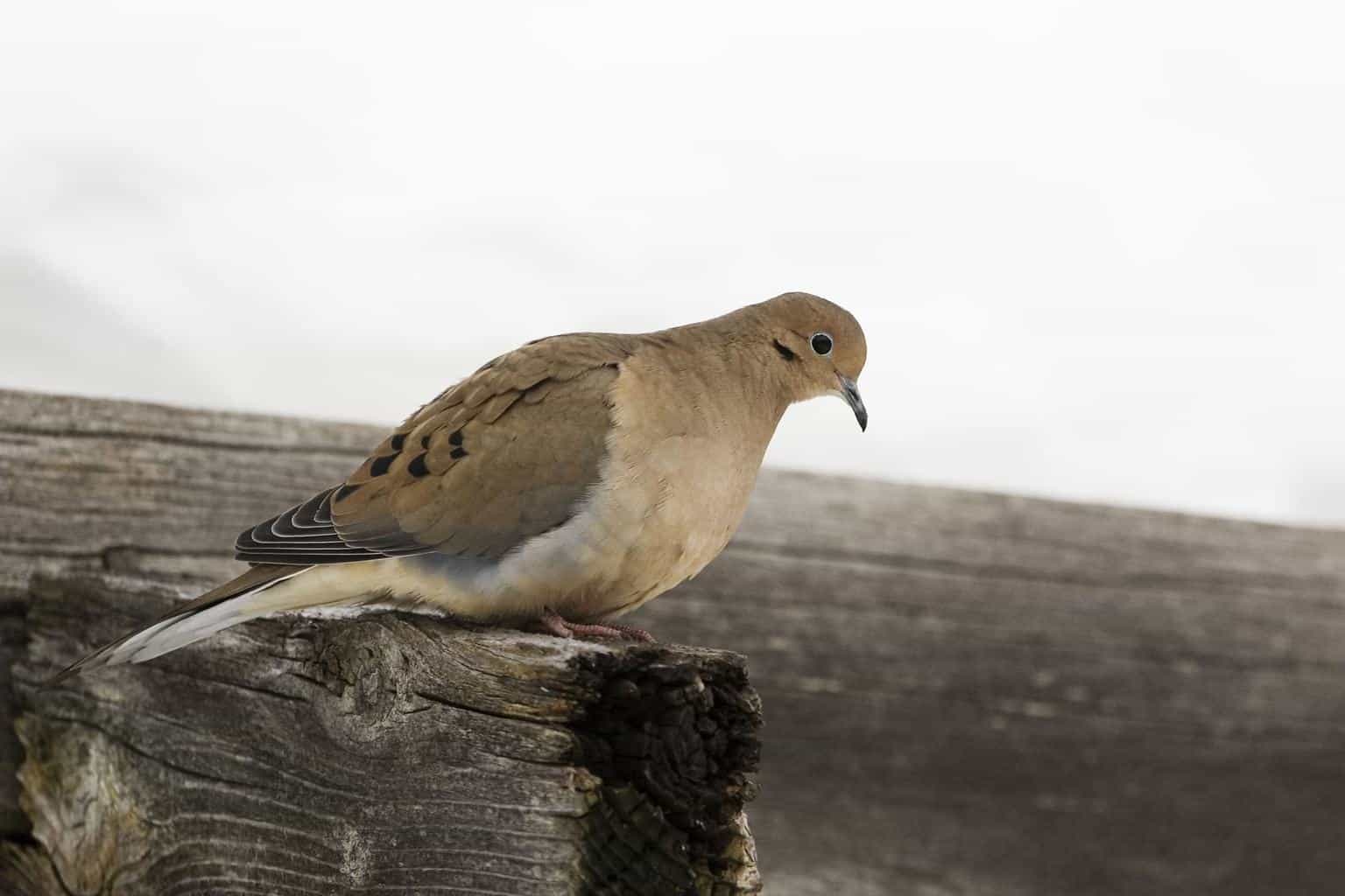 Pájaro que suena como un búho pero no lo es: 6 pájaros únicos