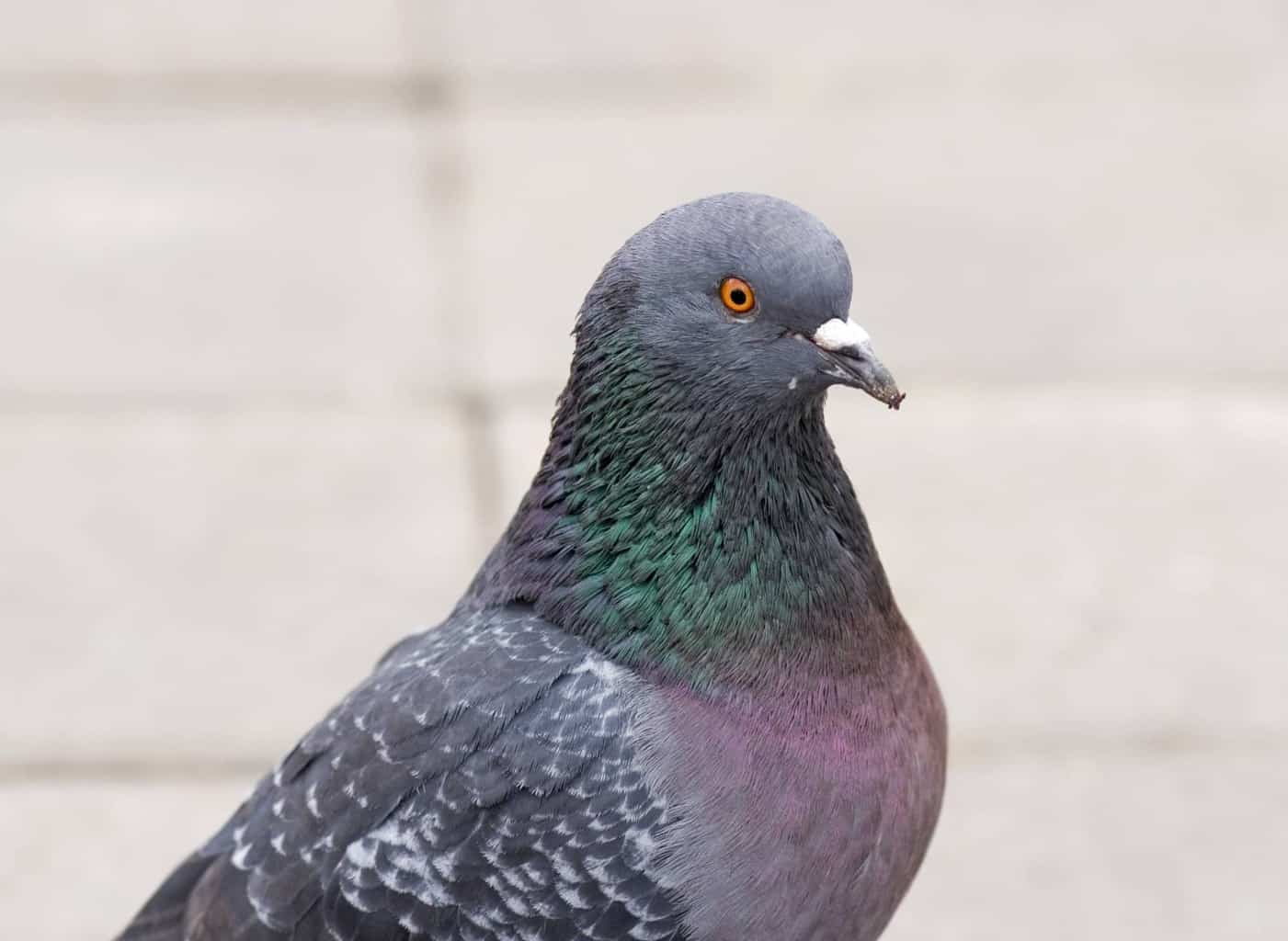 Pájaro que suena como un búho pero no lo es: 6 pájaros únicos