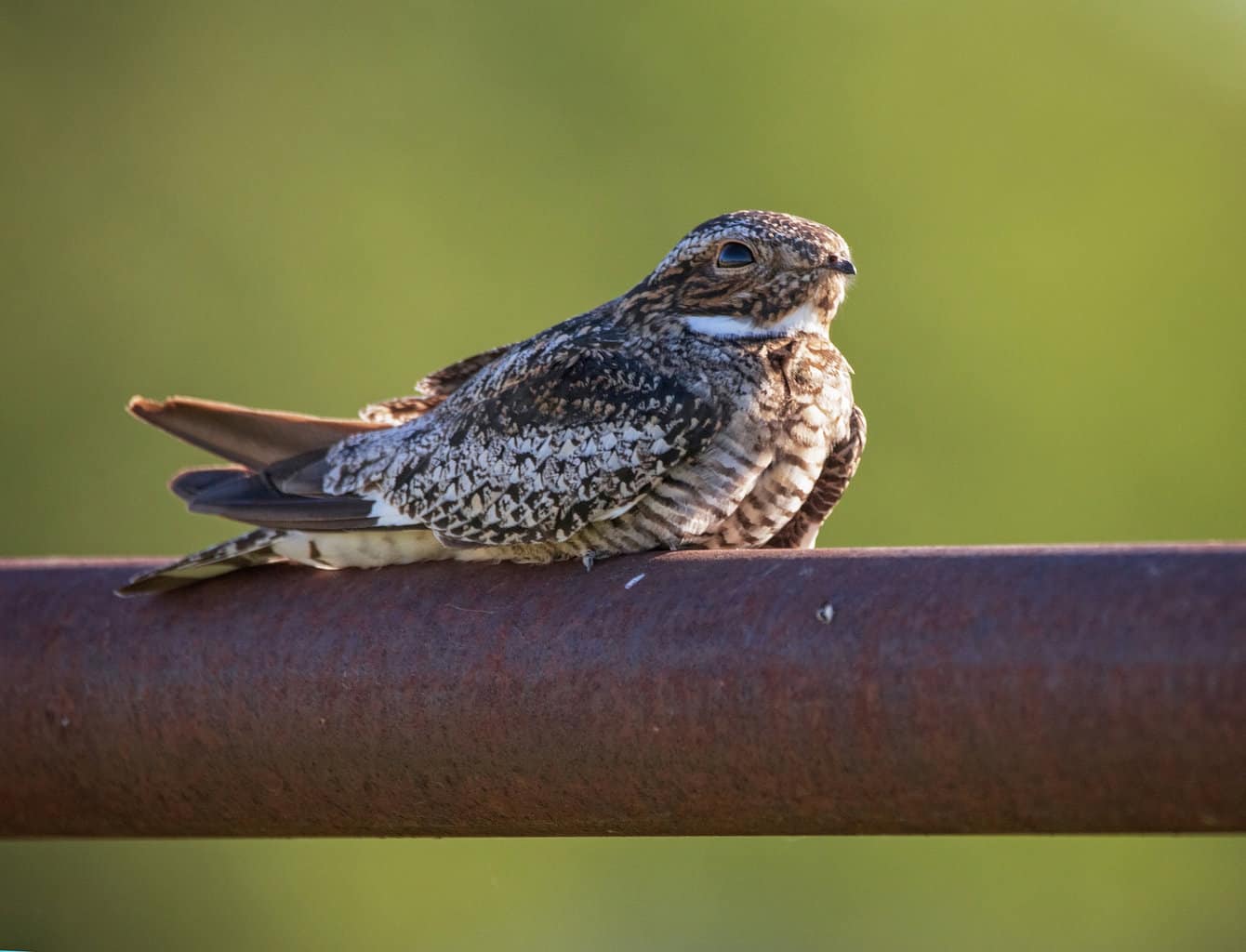 Pájaro que suena como un búho pero no lo es: 6 pájaros únicos