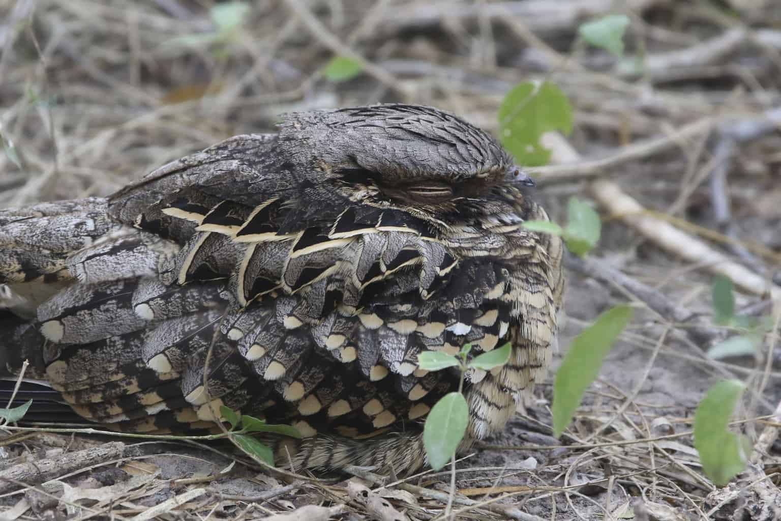 Pájaro que suena como un búho pero no lo es: 6 pájaros únicos