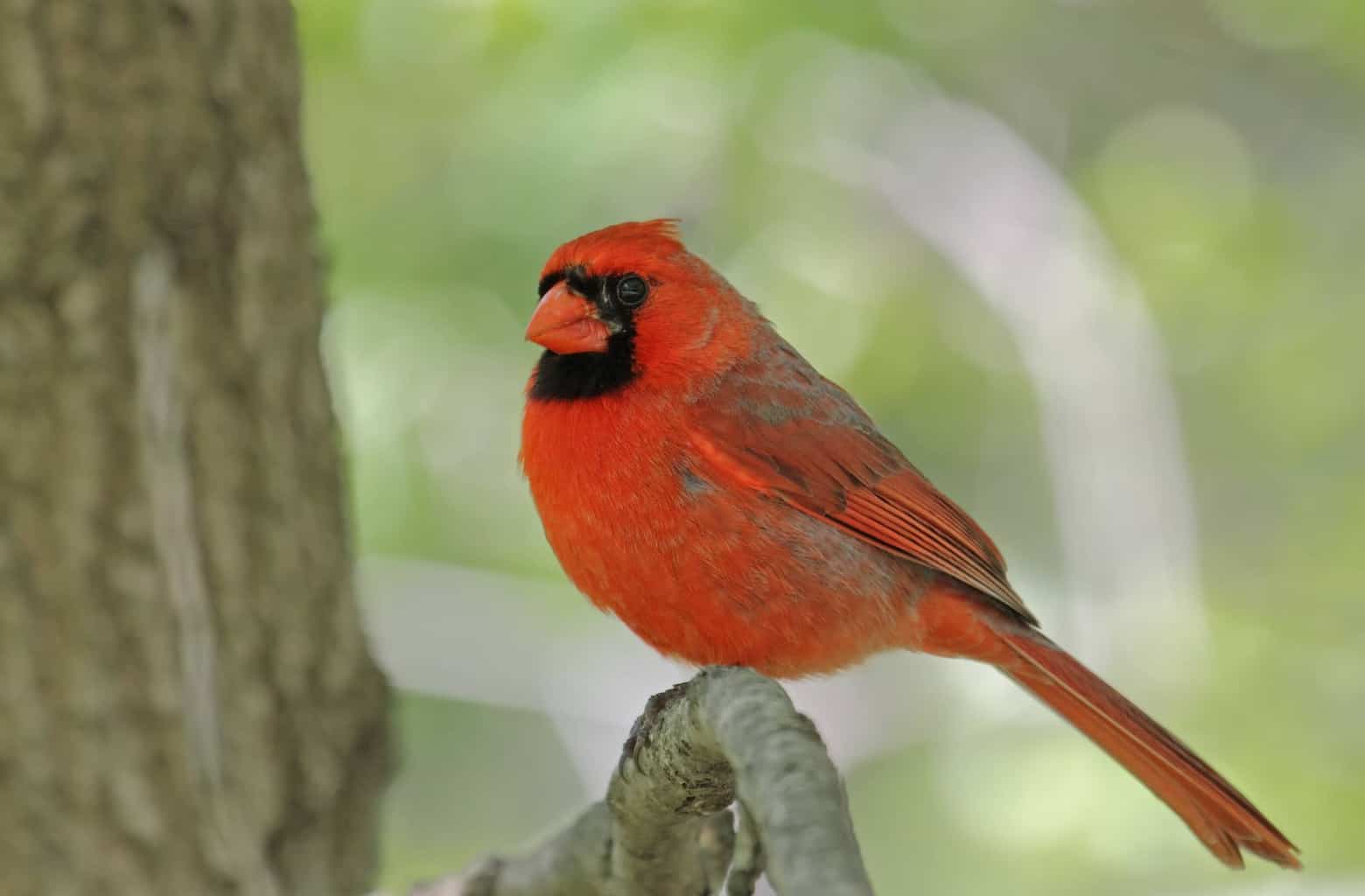 Pájaro que suena como la alarma de un auto: 13 pájaros fascinantes
