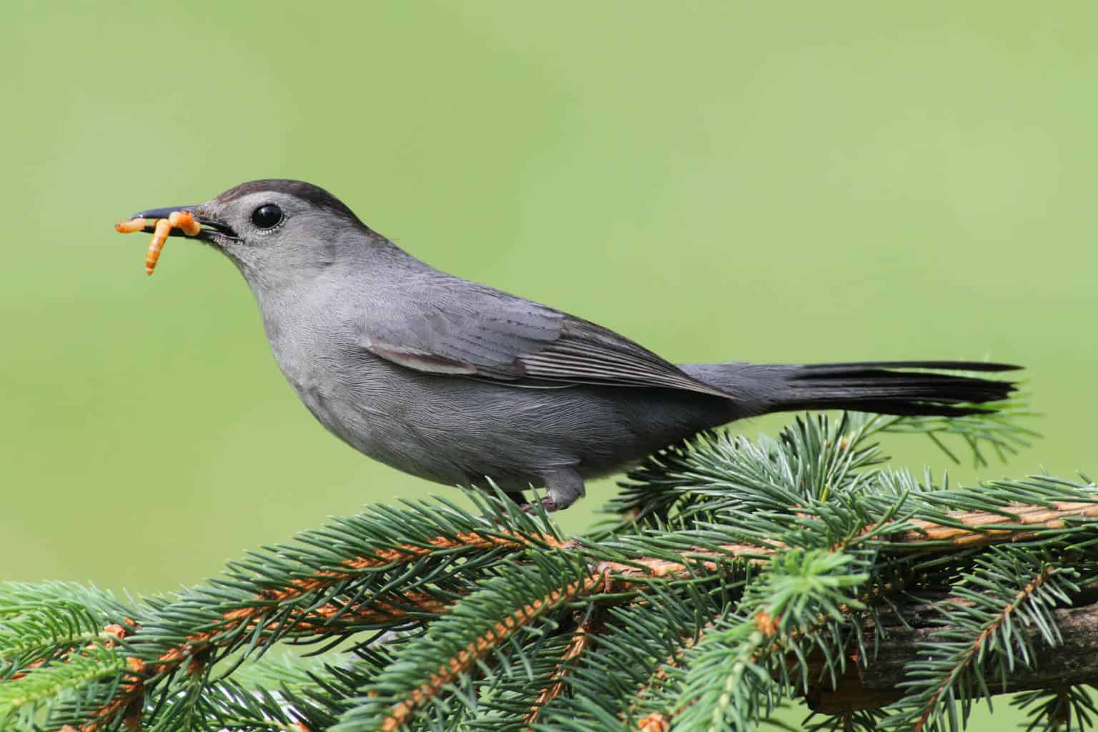 Pájaro que suena como la alarma de un auto: 13 pájaros fascinantes