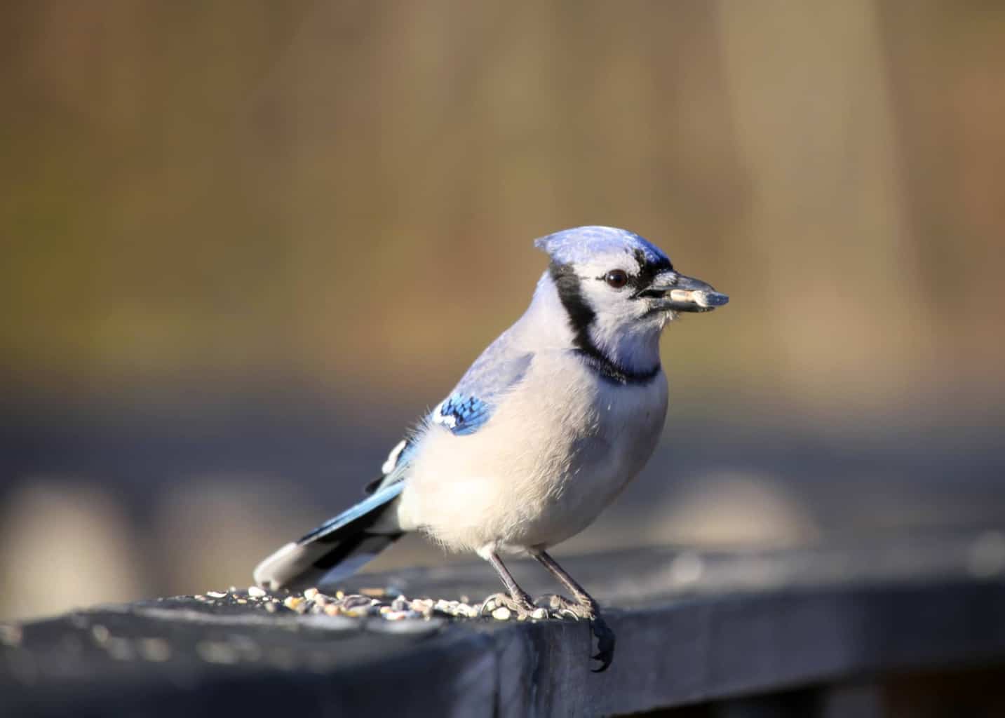 Pájaro que suena como la alarma de un auto: 13 pájaros fascinantes