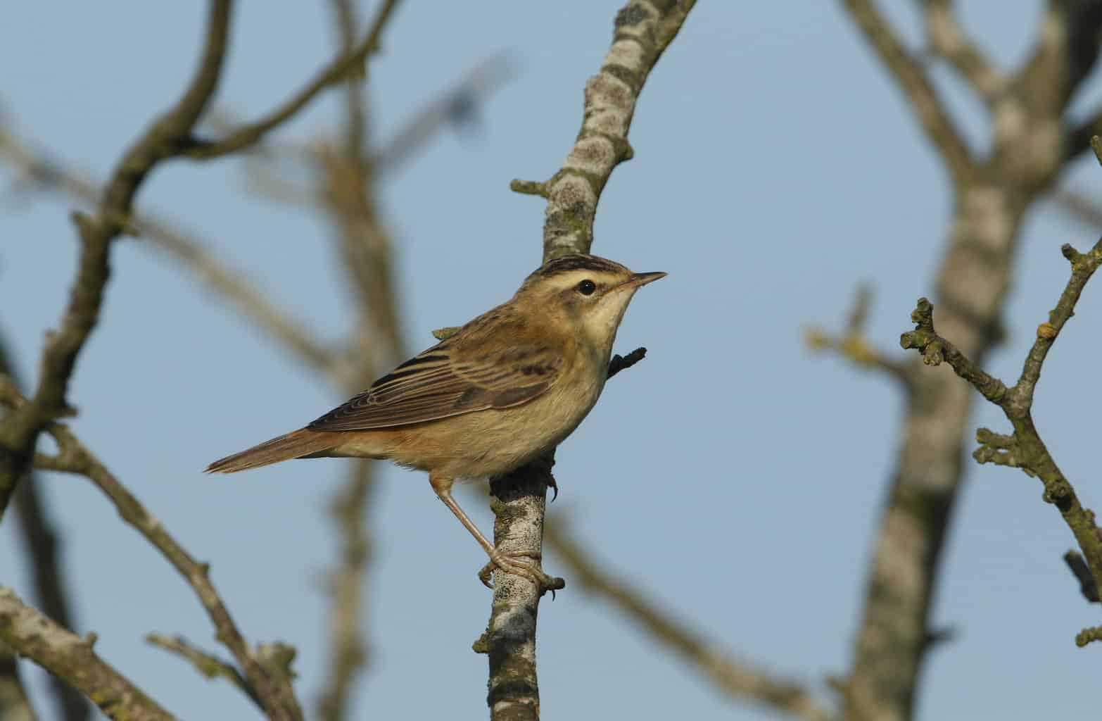 Pájaro que suena como la alarma de un auto: 13 pájaros fascinantes