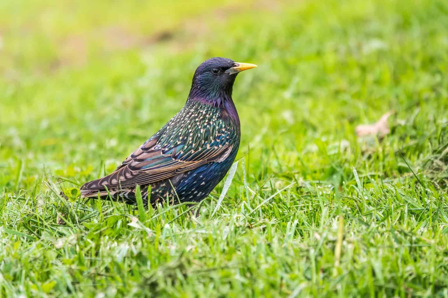 Pájaro que suena como la alarma de un auto: 13 pájaros fascinantes