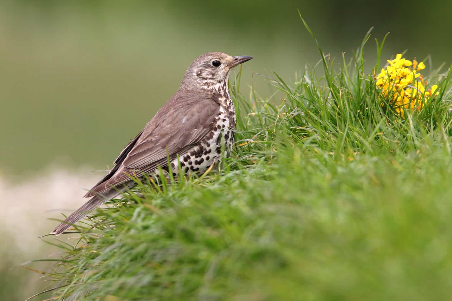 Pájaro que suena como la alarma de un auto: 13 pájaros fascinantes