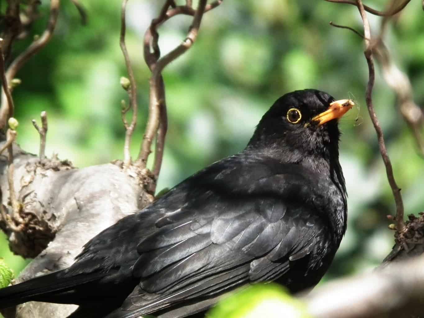 Pájaro que suena como la alarma de un auto: 13 pájaros fascinantes