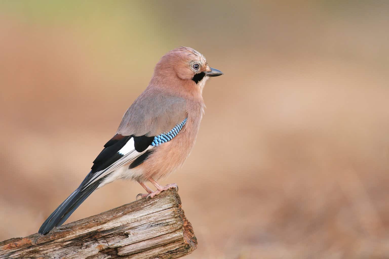 Pájaro que suena como la alarma de un auto: 13 pájaros fascinantes