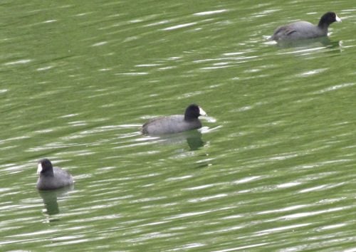 ¿Qué es ese pato negro con el pico blanco?
