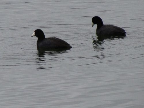 ¿Qué es ese pato negro con el pico blanco?