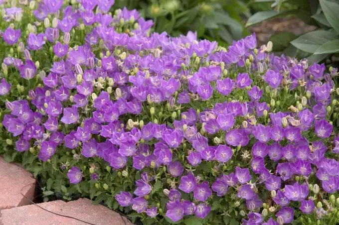 Las 10 mejores plantas para cultivar en suelo rocoso