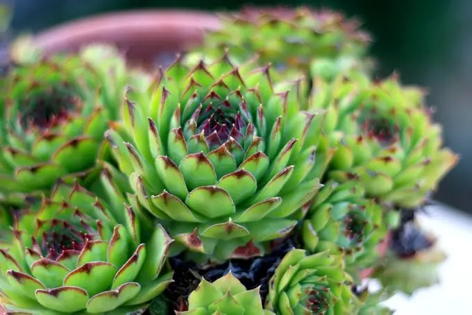 Las 10 mejores plantas para cultivar en suelo rocoso