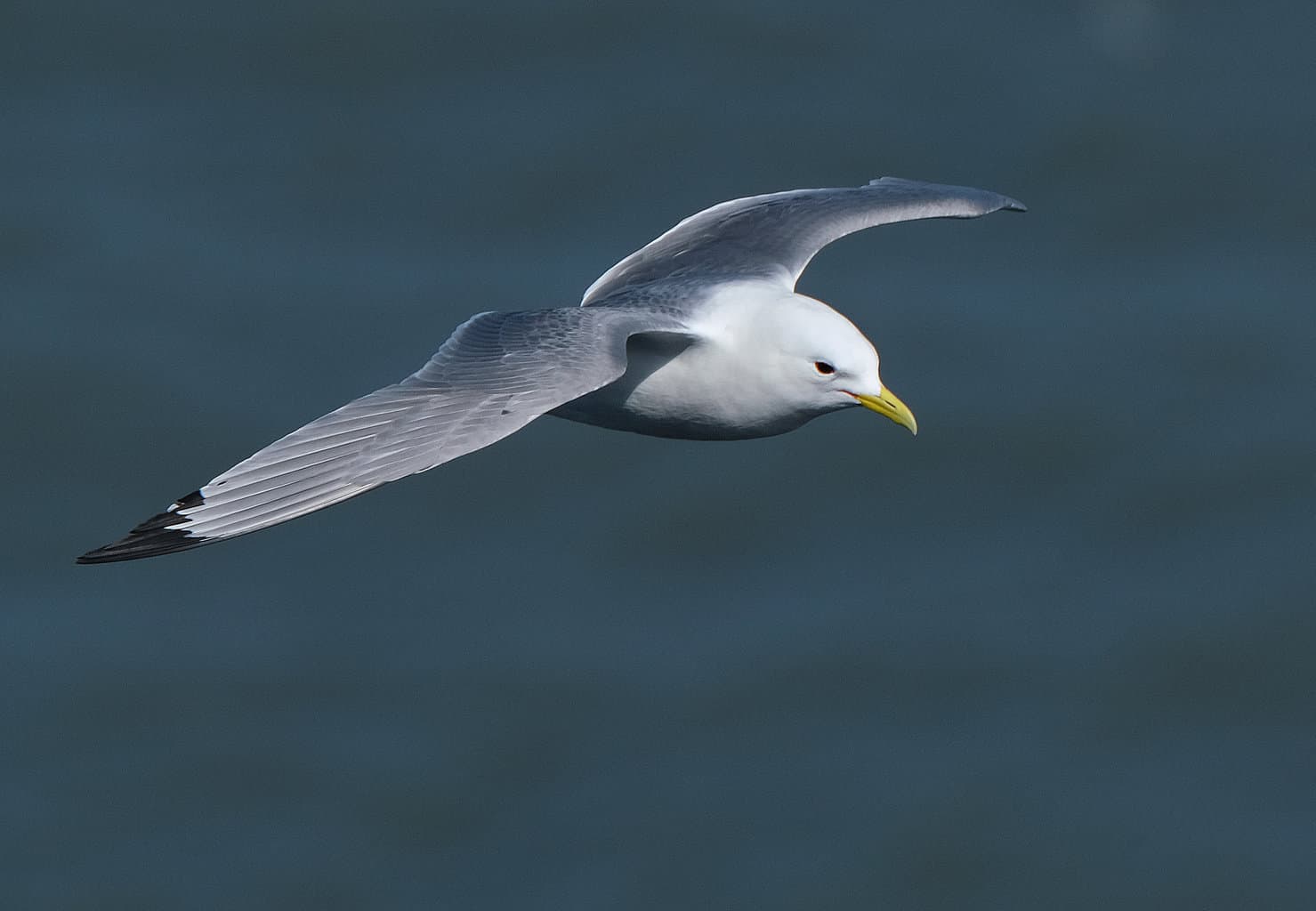 3 pájaros que se parecen a las gaviotas: ¡notando la diferencia!