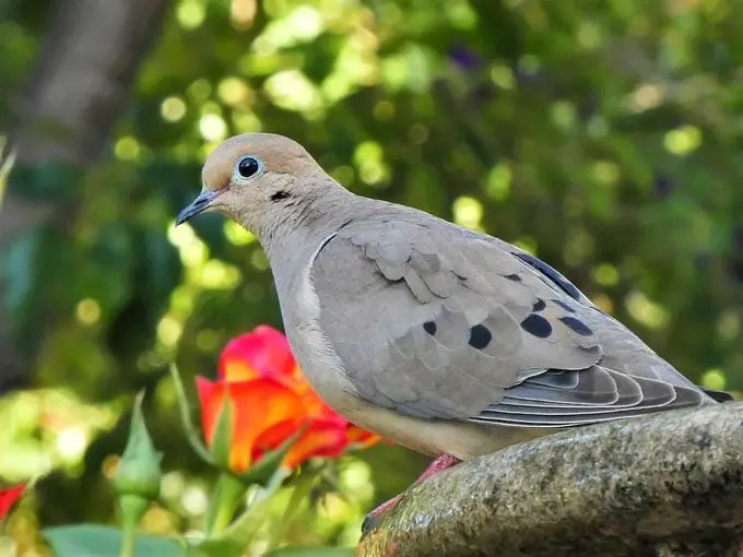¿Cuánto tiempo viven las palomas?
