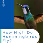 ¿Qué tan alto vuelan los colibríes? Algunos datos sobre vuelos elevados