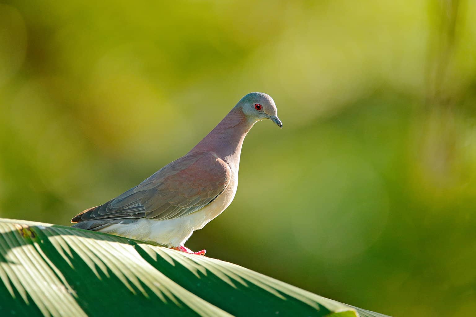 26 pájaros que parecen palomas: una lista detallada