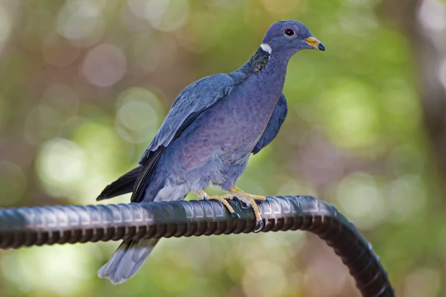 26 pájaros que parecen palomas: una lista detallada