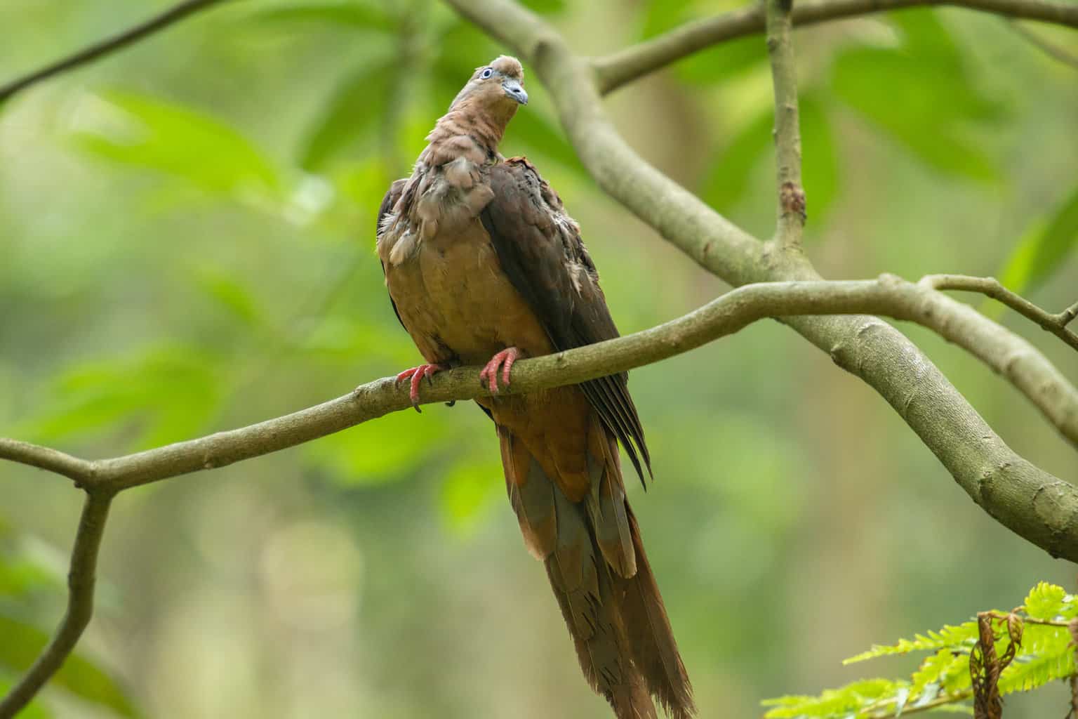 26 pájaros que parecen palomas: una lista detallada