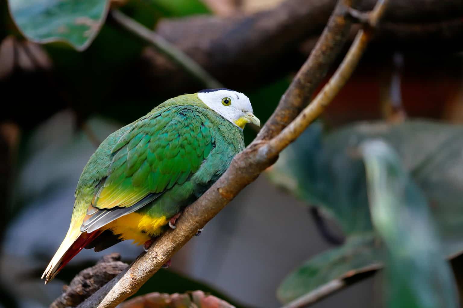 26 pájaros que parecen palomas: una lista detallada