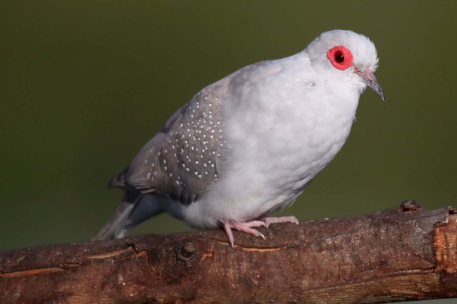 26 pájaros que parecen palomas: una lista detallada