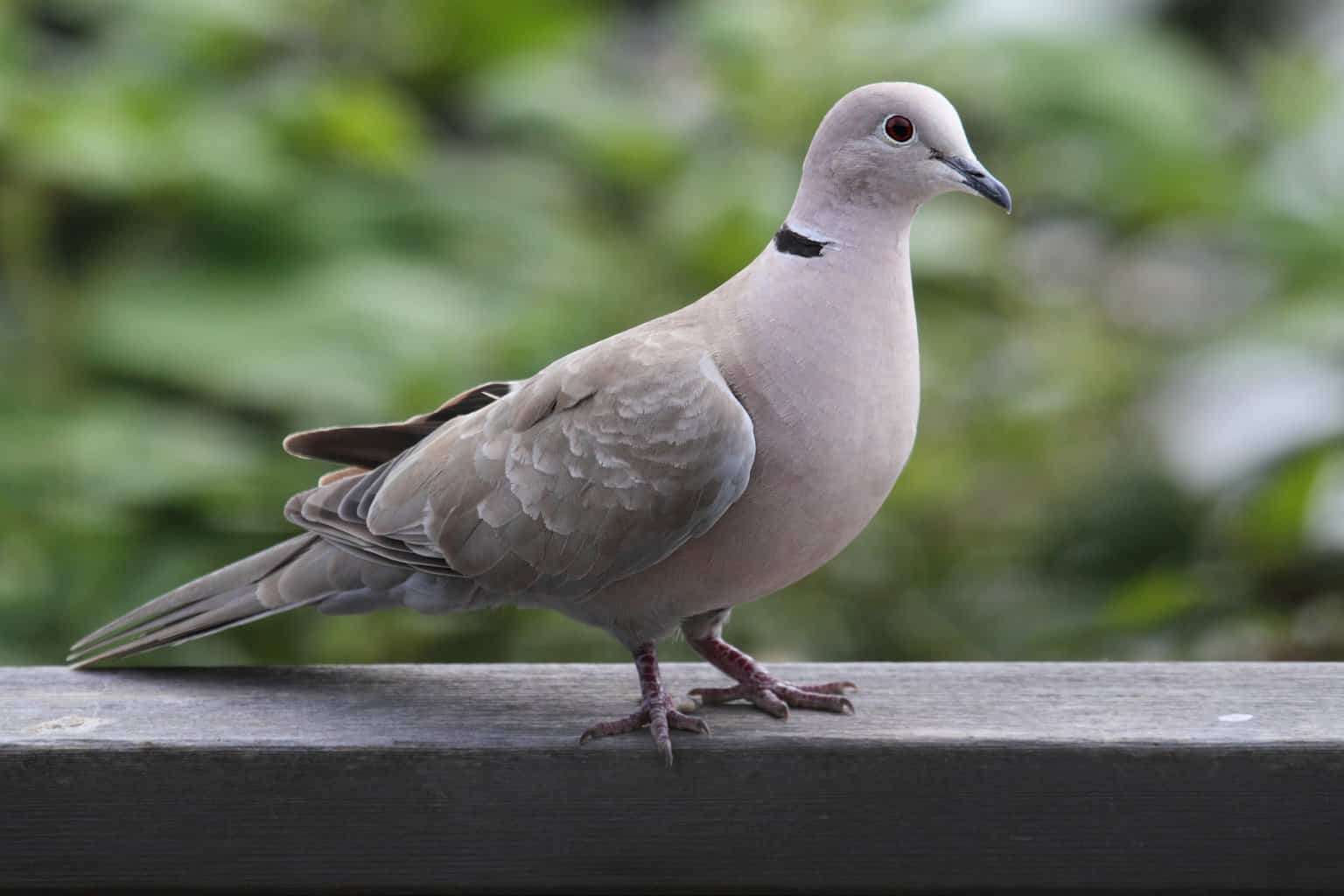 26 pájaros que parecen palomas: una lista detallada