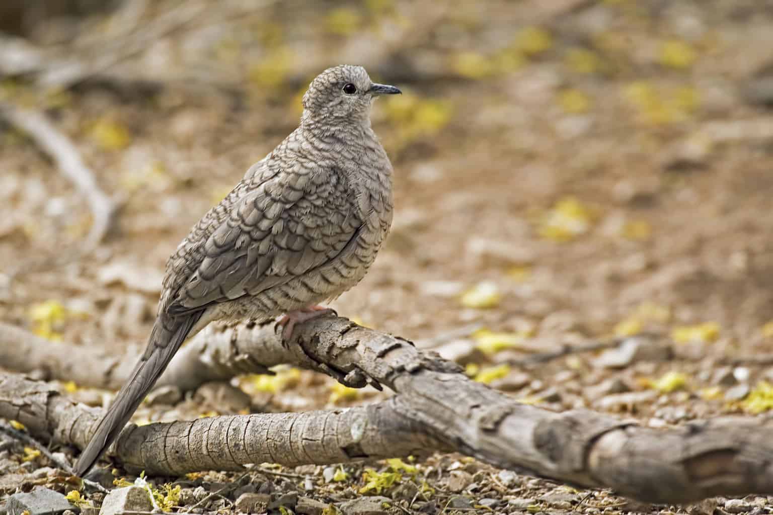 26 pájaros que parecen palomas: una lista detallada