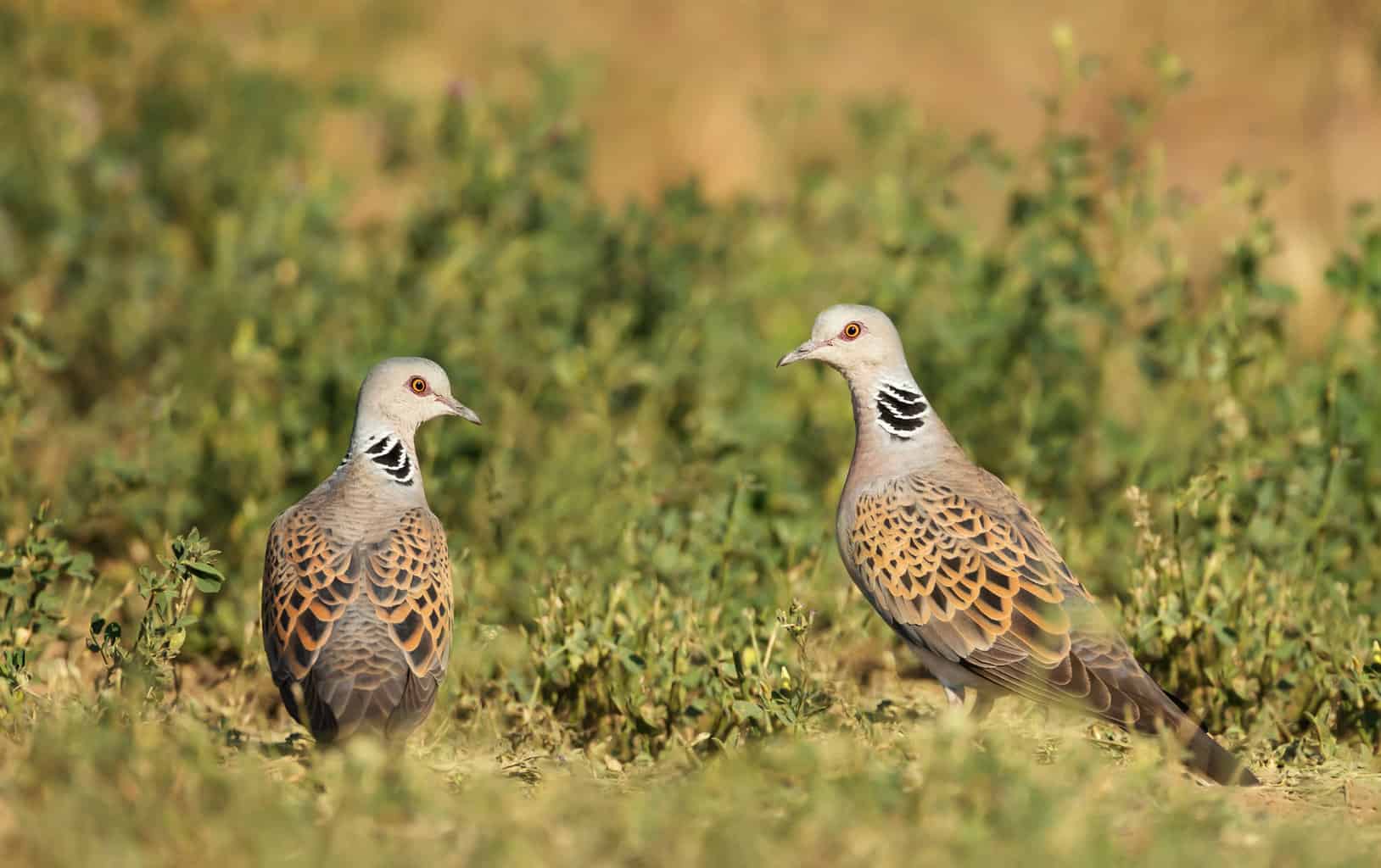 26 pájaros que parecen palomas: una lista detallada