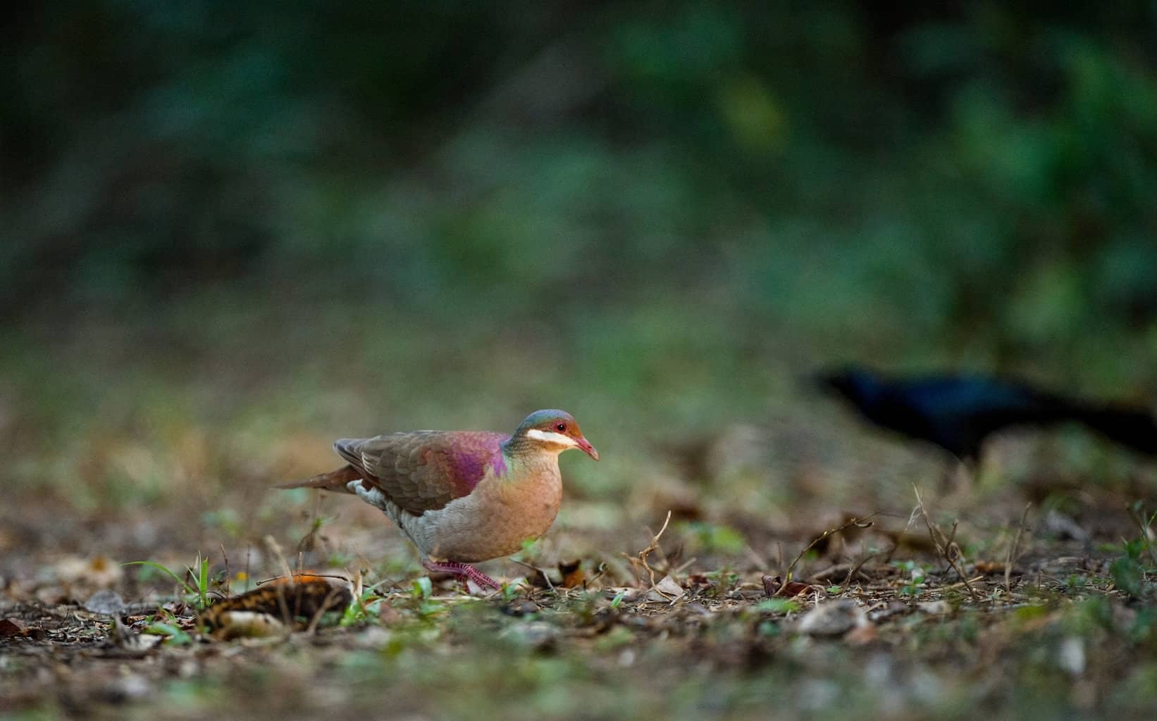 26 pájaros que parecen palomas: una lista detallada