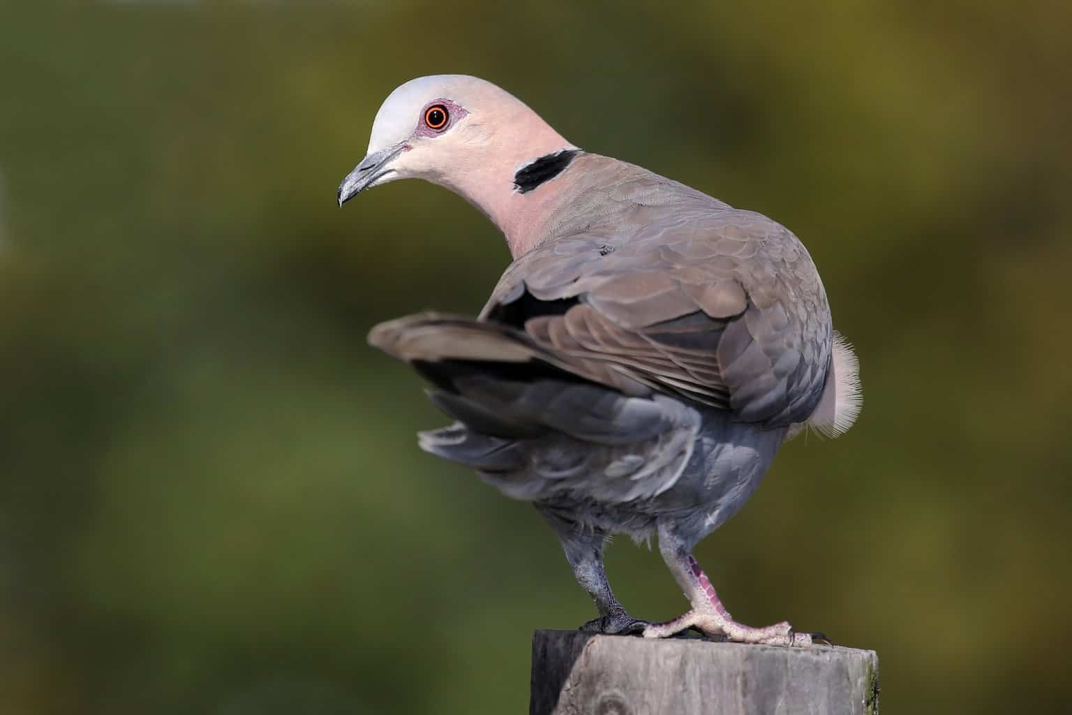 26 pájaros que parecen palomas: una lista detallada
