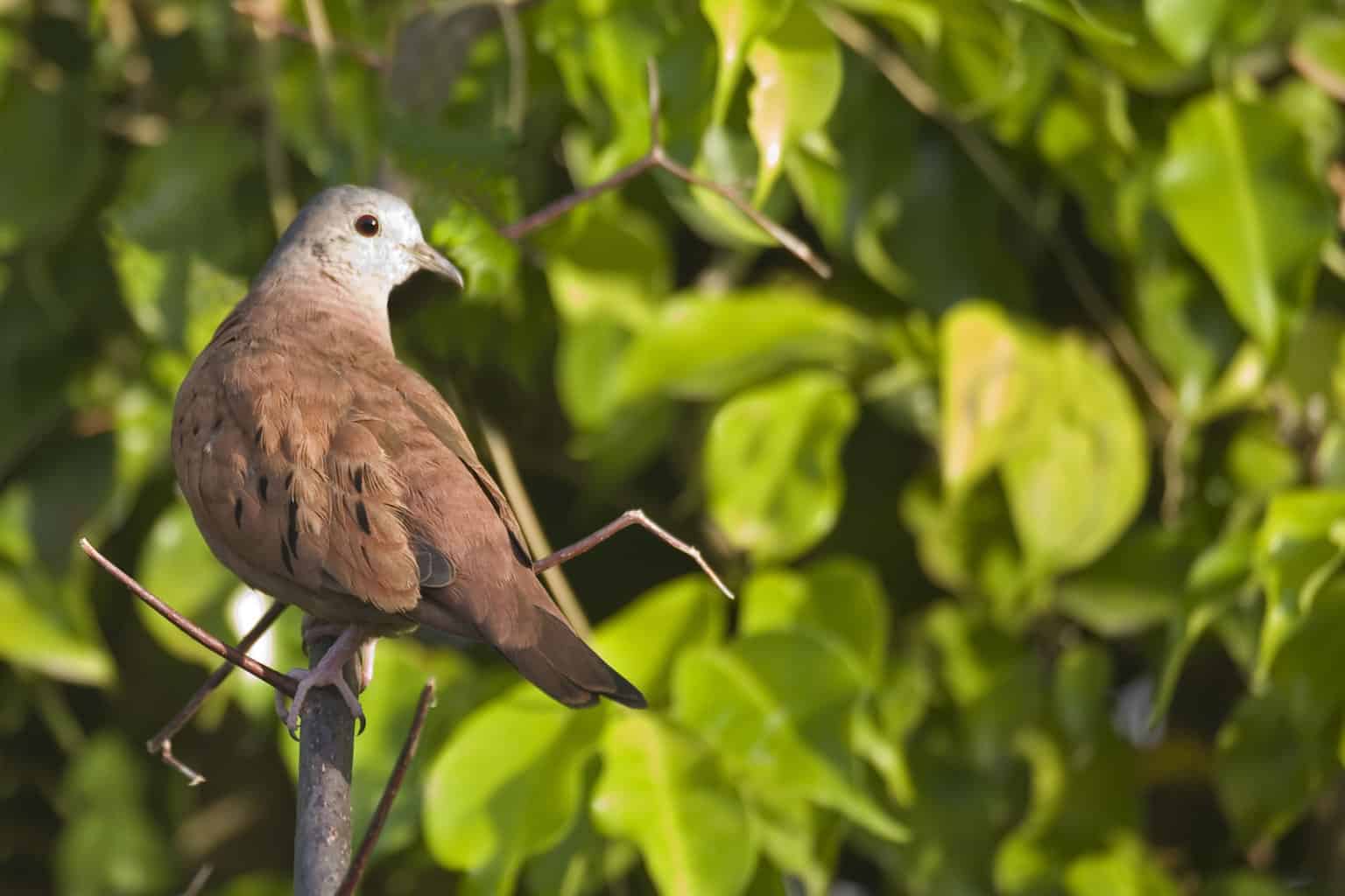 26 pájaros que parecen palomas: una lista detallada
