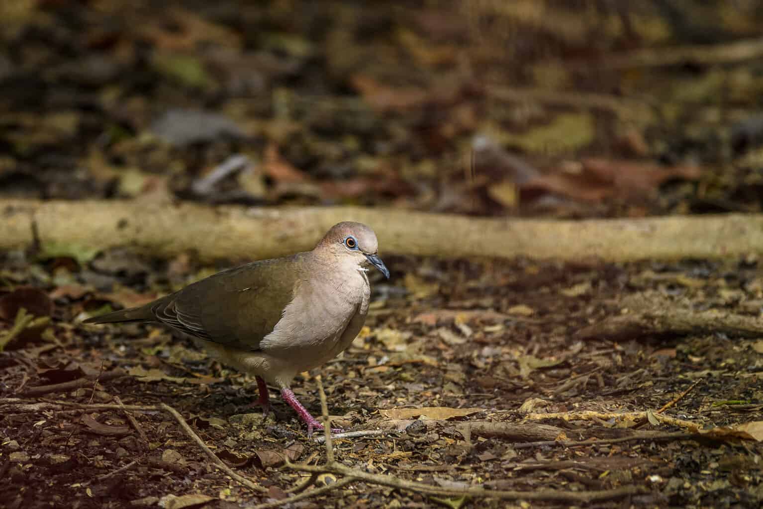 26 pájaros que parecen palomas: una lista detallada