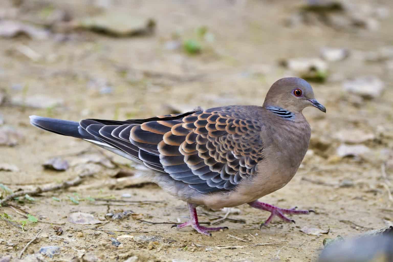 26 pájaros que parecen palomas: una lista detallada
