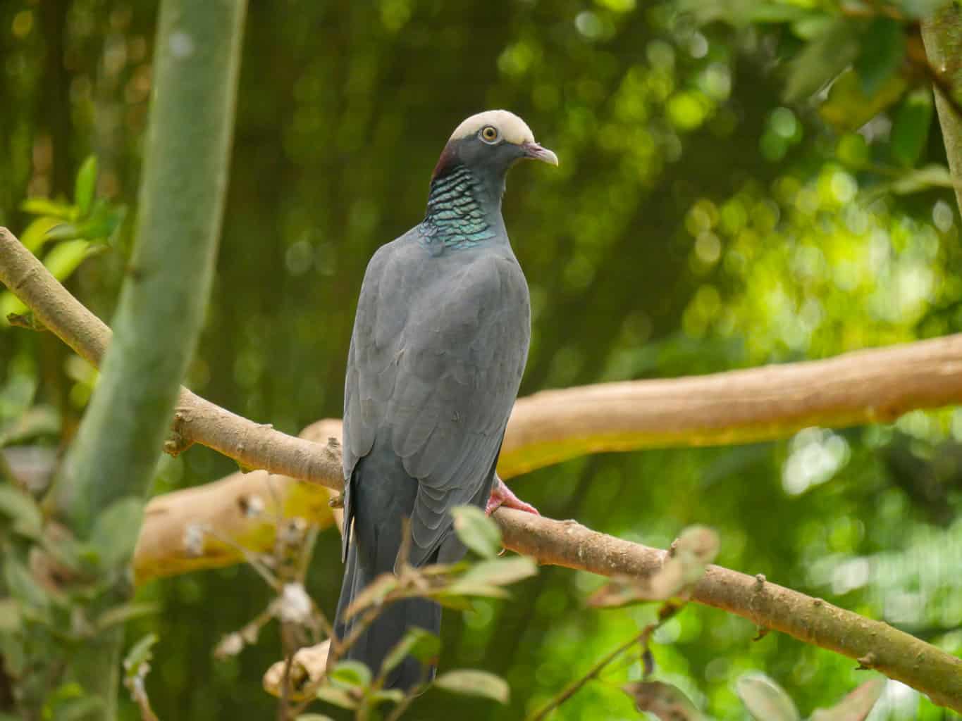26 pájaros que parecen palomas: una lista detallada