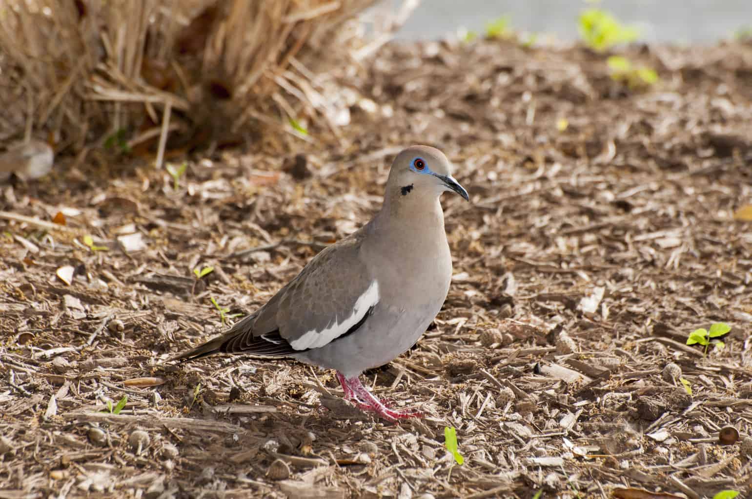 26 pájaros que parecen palomas: una lista detallada