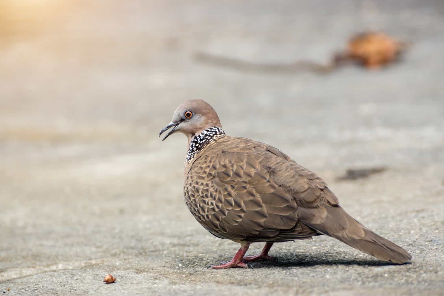 26 pájaros que parecen palomas: una lista detallada