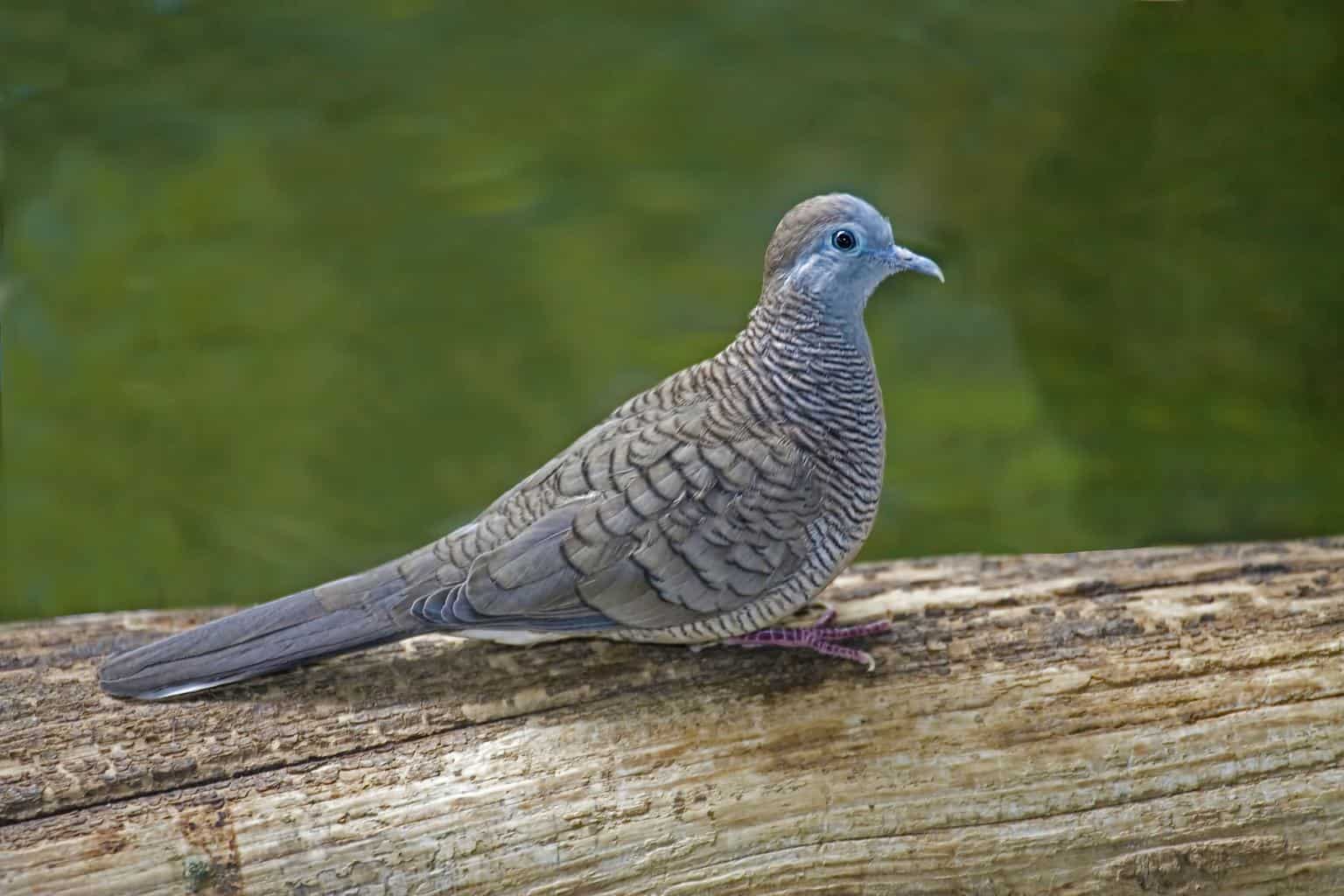 26 pájaros que parecen palomas: una lista detallada
