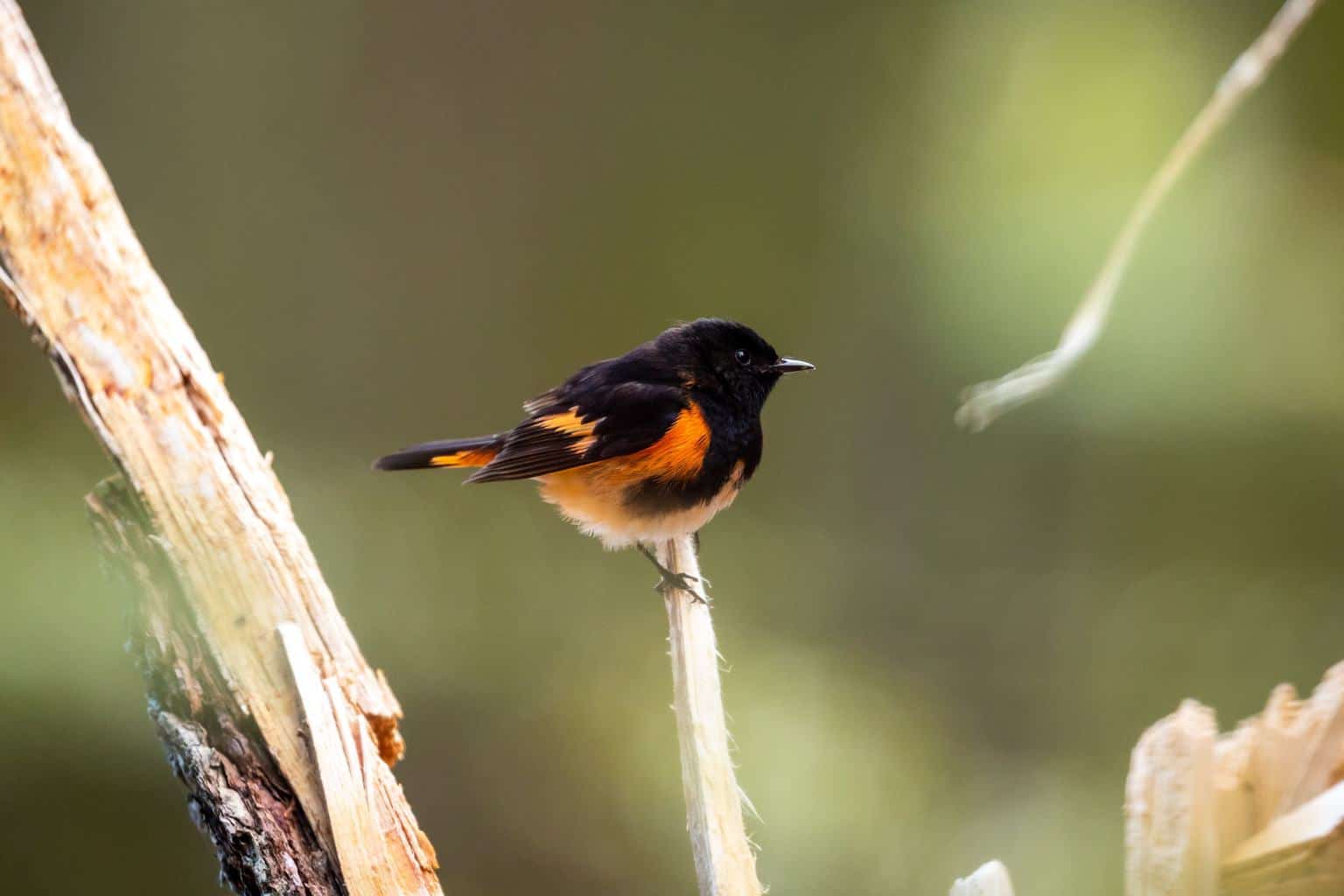7 pájaros que parecen petirrojos: parecidos a primera vista