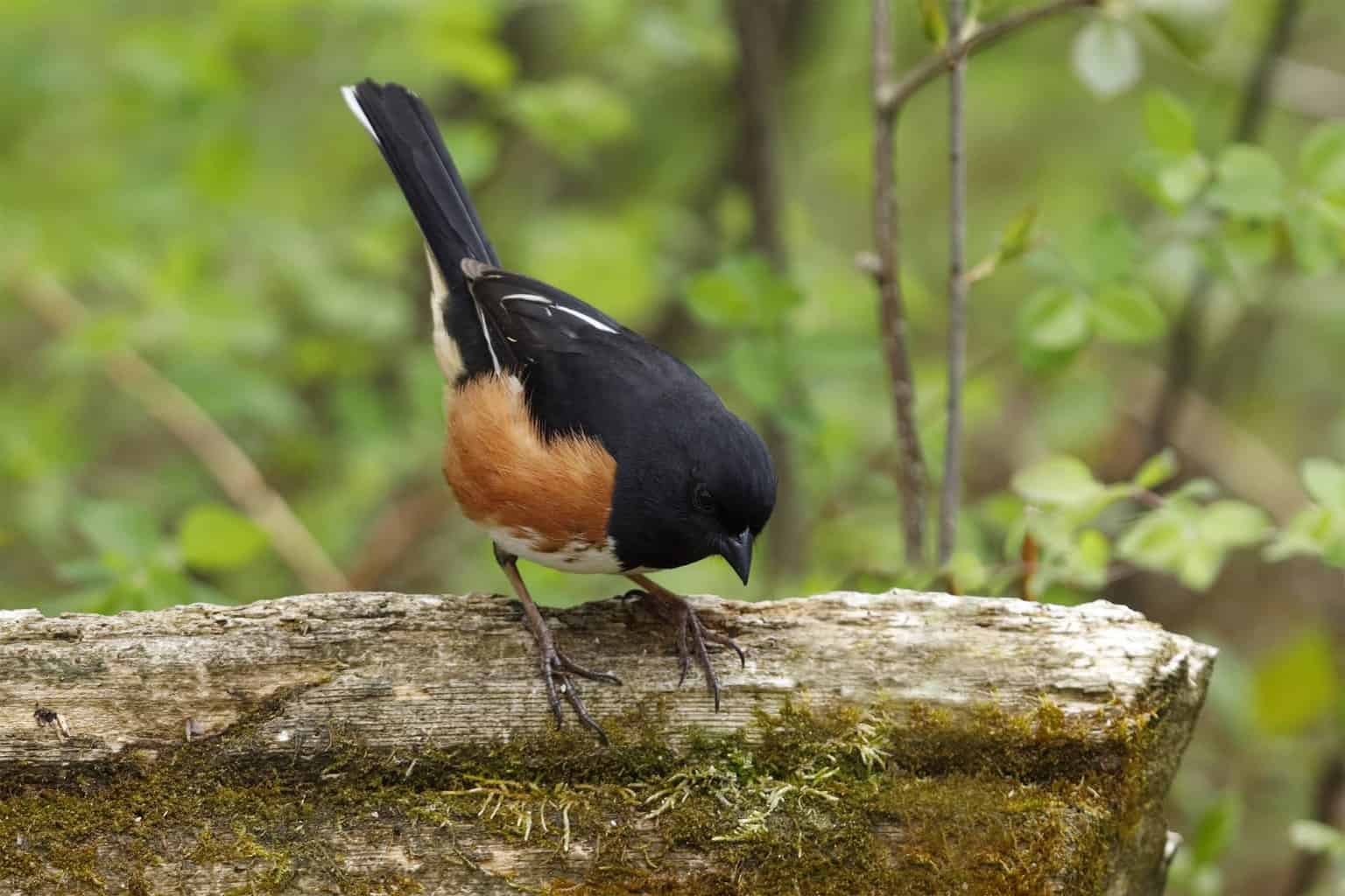 7 pájaros que parecen petirrojos: parecidos a primera vista
