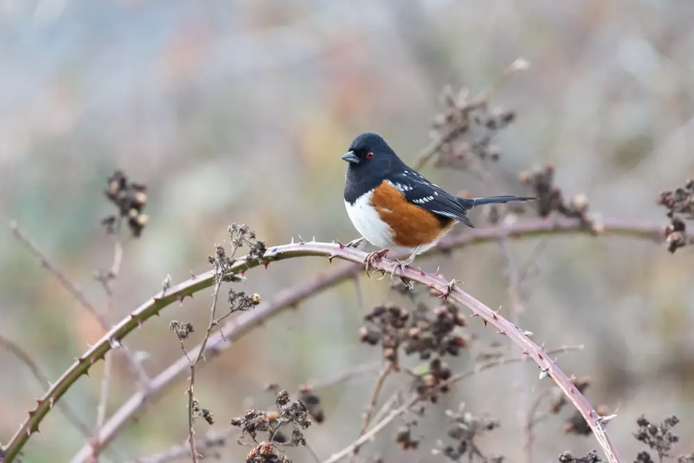 Las 12 mejores aves que se parecen a las oropéndolas