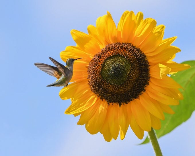 ¿A los colibríes les gustan los girasoles? – Aves y Flores