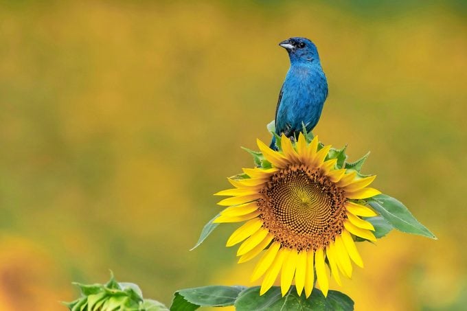 ¿A los colibríes les gustan los girasoles? – Aves y Flores